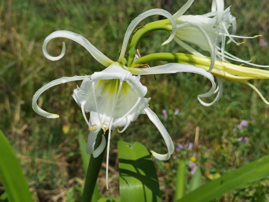 Hymenocallis x festalis